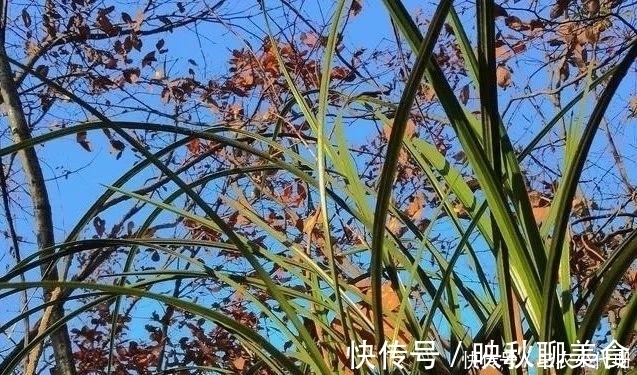 内炼一口气，不接触土壤都能生根，兰花原来是这么生长的