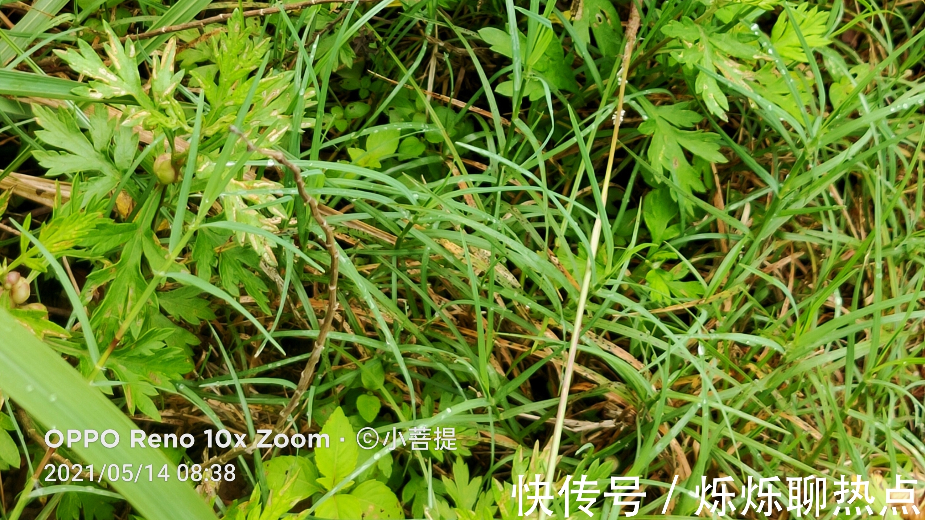 艾草|真不可思议，这丝艾草竟然也会长肿瘤