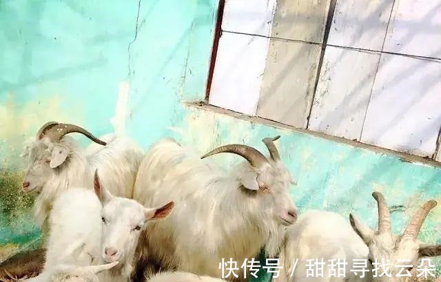 扁食|数九寒天重藏养,御寒美食康一康!