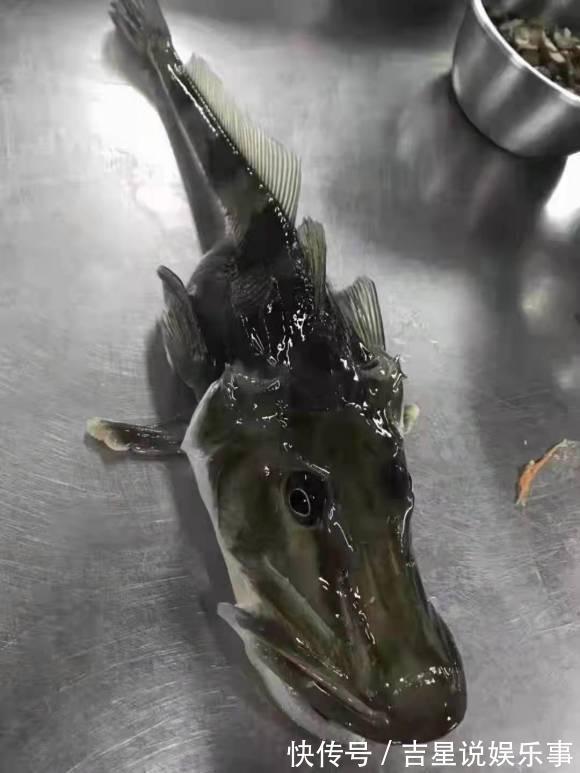 九成钓友都会把这几种鱼认错,和牢底坐穿鱼搞混就麻烦了