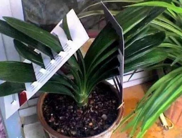 君子兰叶片|君子兰叶子长歪,教你3种方法纠正,株形整齐才更美观