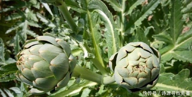 农村最奢侈的菜,只有十分之一能吃,价格昂贵,会吃的都是贵族