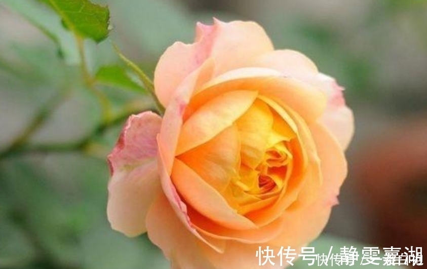 打理|4种花，容易打理易开花，花期长花朵多，家里变花海！