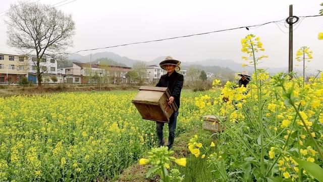 通城：油菜花开 小蜜蜂逐花而来