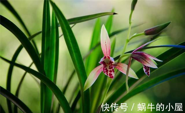 牡丹花|几种常见的吉利花，摆在家里有富贵有福，你家养了几种？