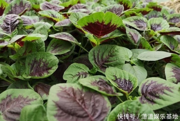 胡萝卜缨|8种“高钙”蔬菜,菠菜不算啥,第一名钙是牛奶3倍,见到别错过!