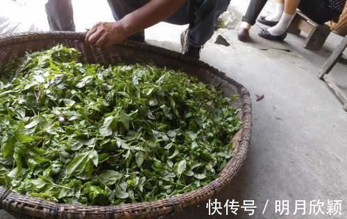 桑葚|便秘别再吃泻药了,多吃这6种食物,轻松排便,肠道更健康