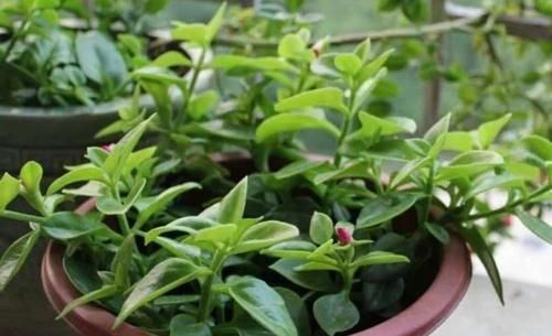 阳台|秋天，最适合扦插4种花，沾土就活，一次扦插50盆，开满阳台！