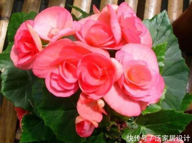 4种“高贵女王花”，比牡丹好看，年年开花不断，颇受大家的喜爱