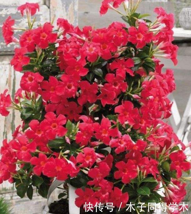 4种花好养又漂亮，花朵大花期长，开花红红火火，旺财又旺运！