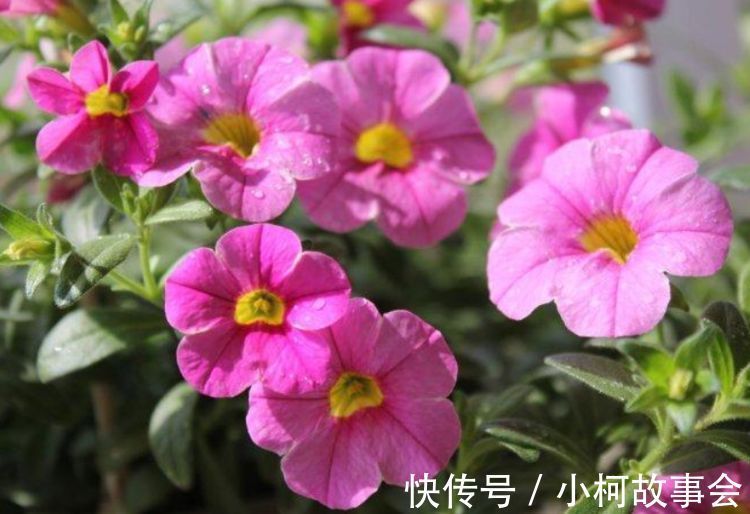 几种花吸甲醛很厉害，养上几盆，室内甲醛没了，生活更舒适！