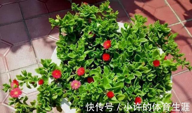 6种青菜根,吃完不要扔,插进花盆,浇浇水,20天长成“小菜园”