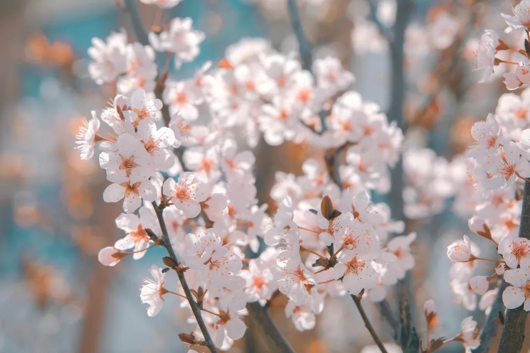 春日花儿开，相约逐梦来