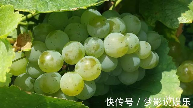 葡萄籽|家里4样水果一定要常买!活血降压、防癌,全是“大病克星”