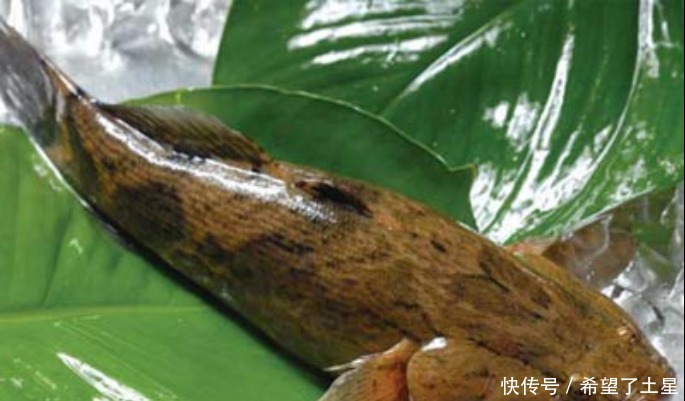 这种入侵鱼,虽然长得不咋地,但肉质鲜嫩,一斤都被炒到200多元