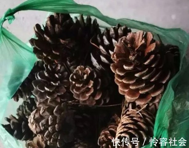 盆里扔2样东西,养花10年不烂根,叶子油光瓦亮,花苞挂满枝头