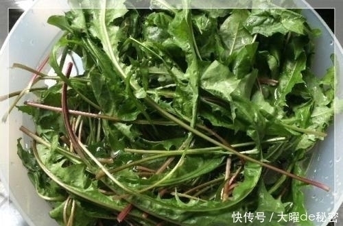 蒲公英|天冷就吃这种“野菜”，种子撒一把，30天长成一盆