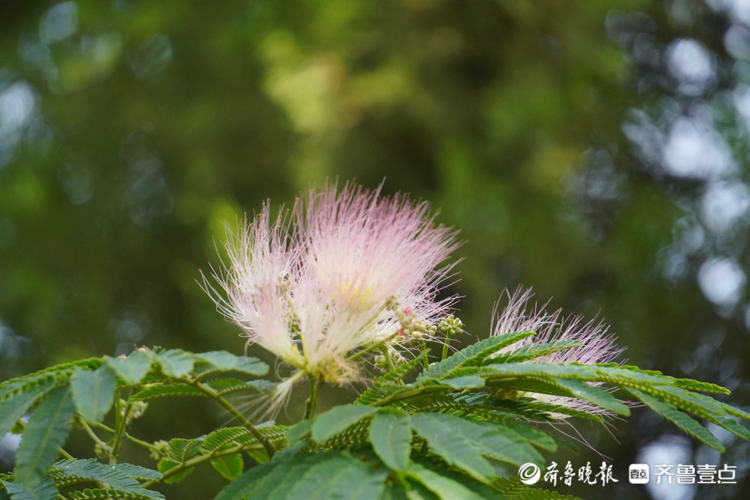 灿若云霞！济南泉城公园合欢花绽放，恰似粉萌萌的扇子|花开齐鲁| 齐鲁壹点