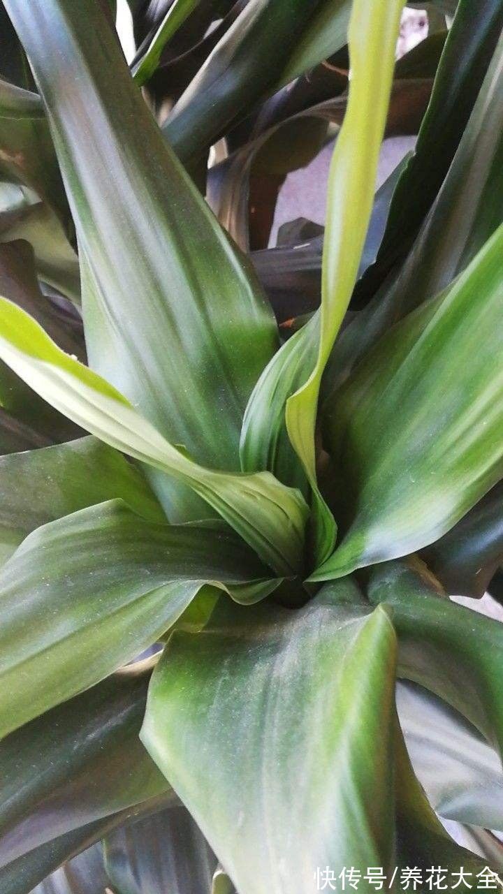 30种观叶植物,能观赏也净化空气,总有一种你养过