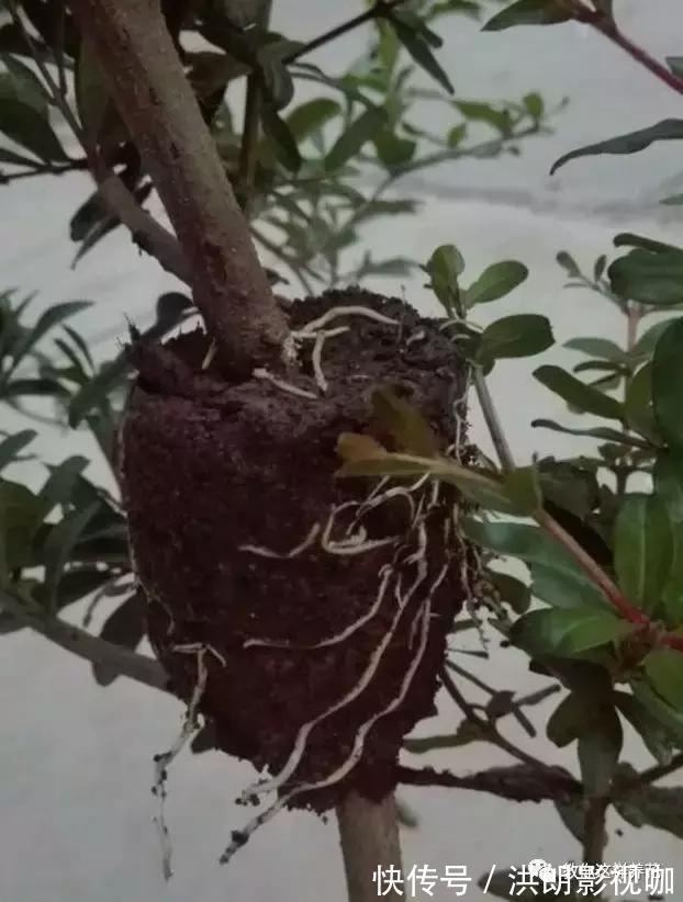 成活率|1个塑料袋1条绳,盆栽1盆变2盆,成活率百分百!