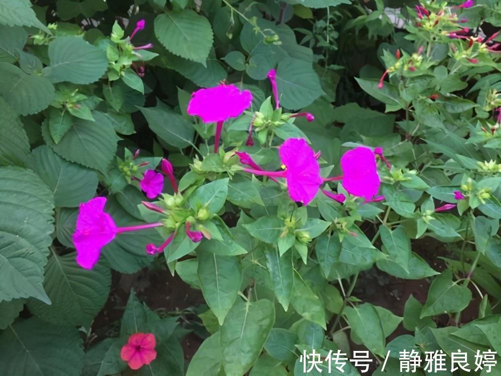 夜来香|这4种花养的人特别多，就为了看它们在夜间绽放，欣赏不一样的美