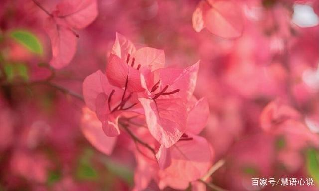 落日余晖|花开花落，皆是生活