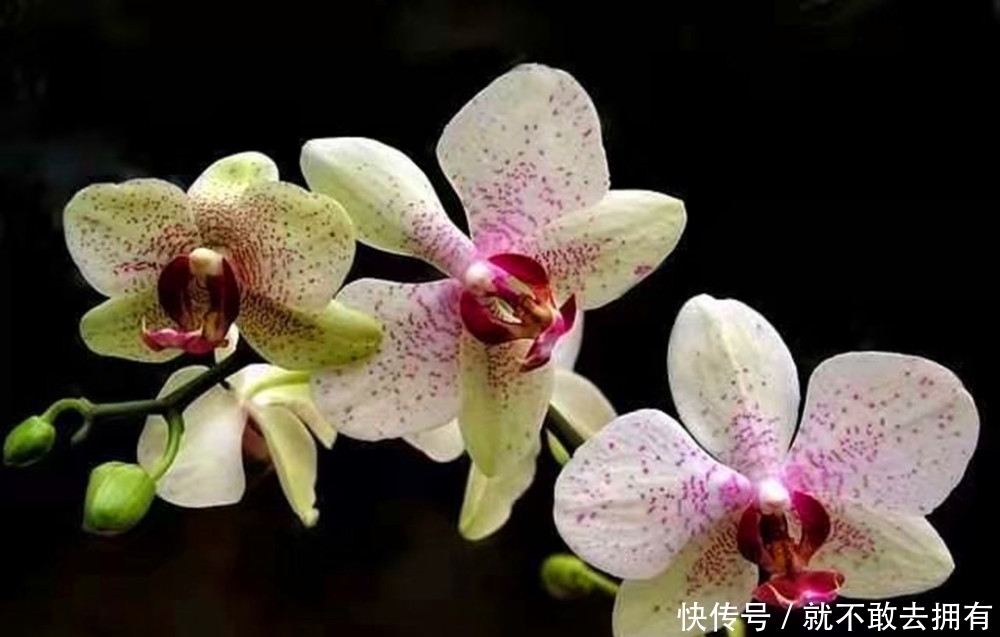 最不嫌贫爱富的花之一,尽量别用大盆养,简陋小盆更有利于开花