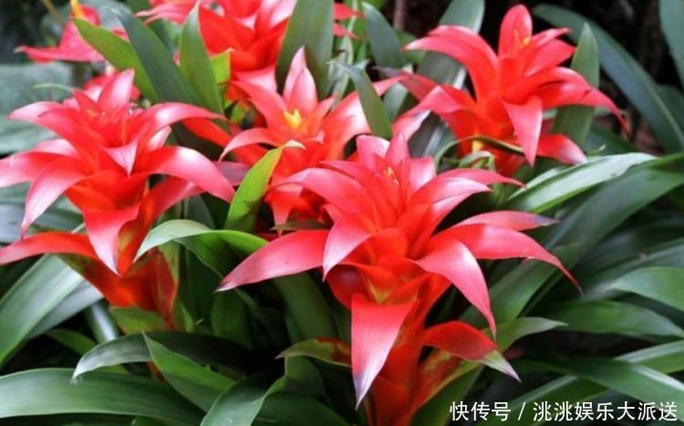 家里要养3种花,开花吉祥又喜庆,时来运转,越过越富裕有钱