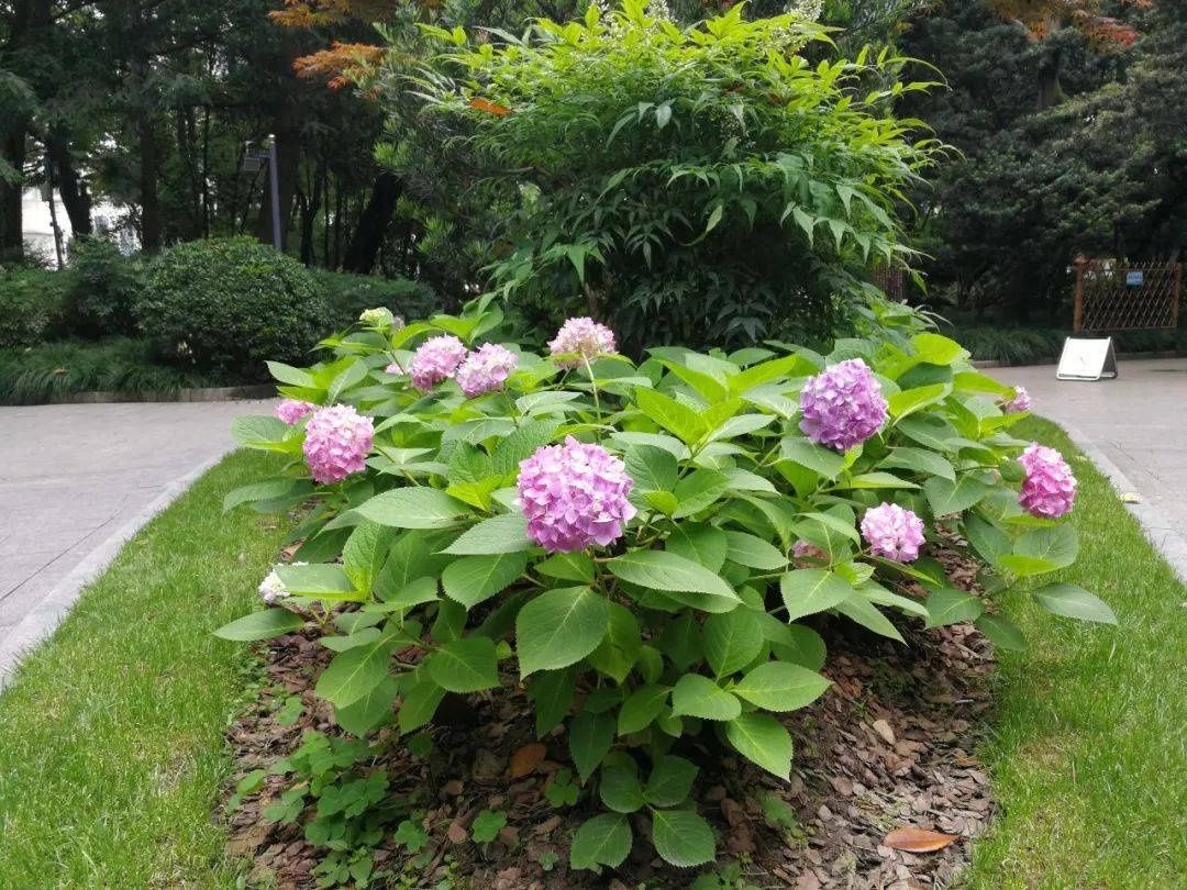 马卡龙|绣球繁花尽绽放 徐汇街头觅“清新”