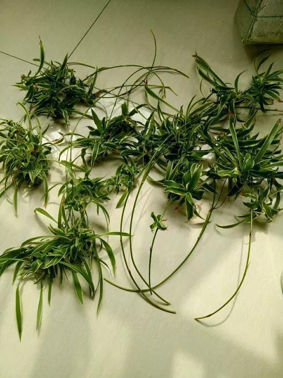 太阳花|5种花快扦插，生根超快，1周长出大白根，新手也能插得活