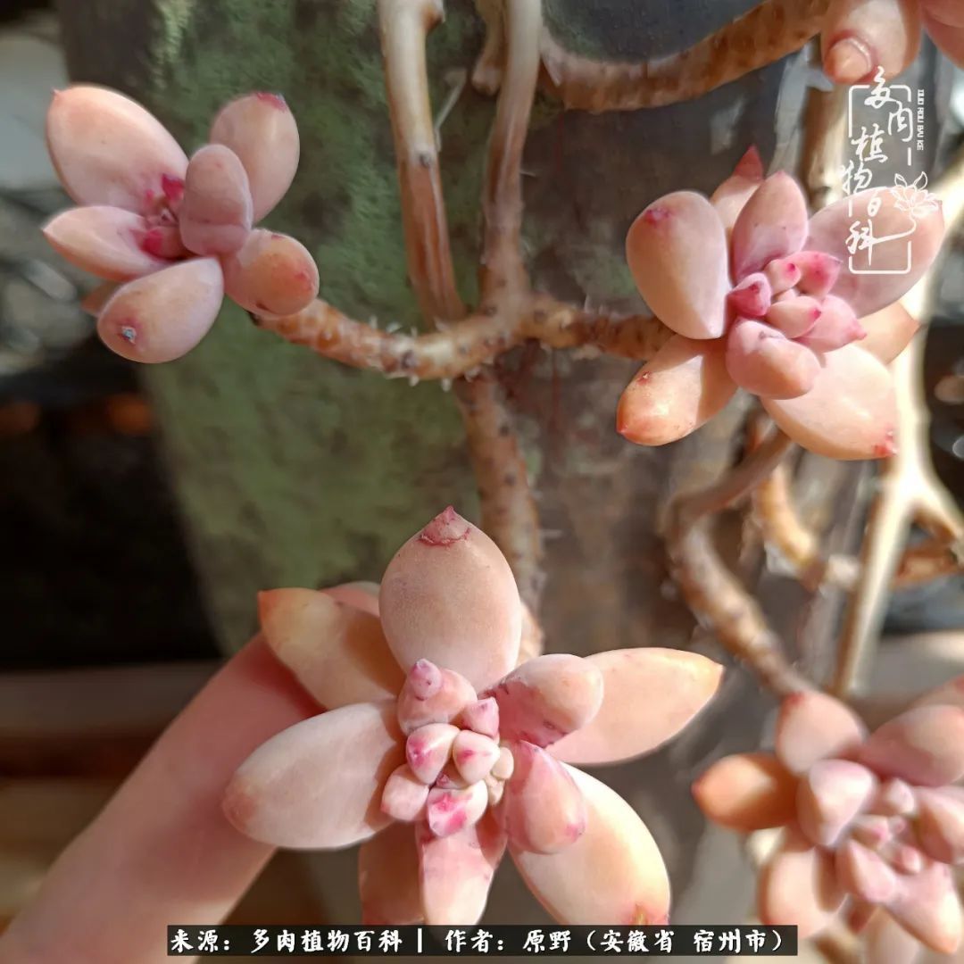 揭秘那些干净又温暖的多肉照片从哪里来