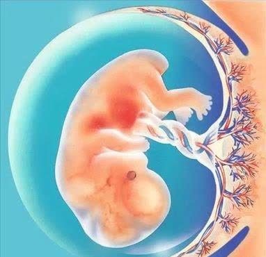 宝妈|生娃后,你的胎盘“埋了”还是“吃了”?不同的做法不同的后果