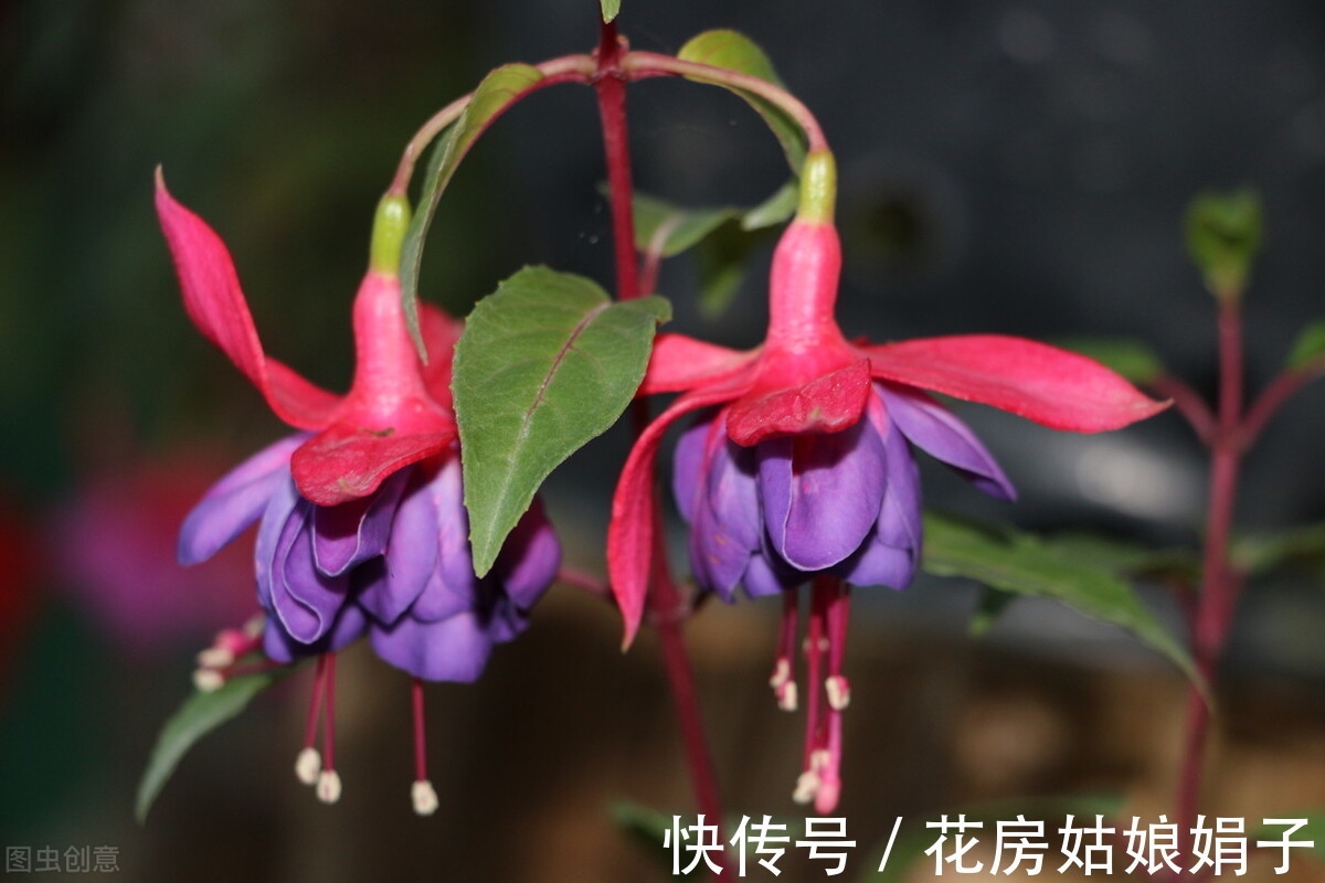 花友们|想要易养好活的花卉?选择这5种,1年开花200天