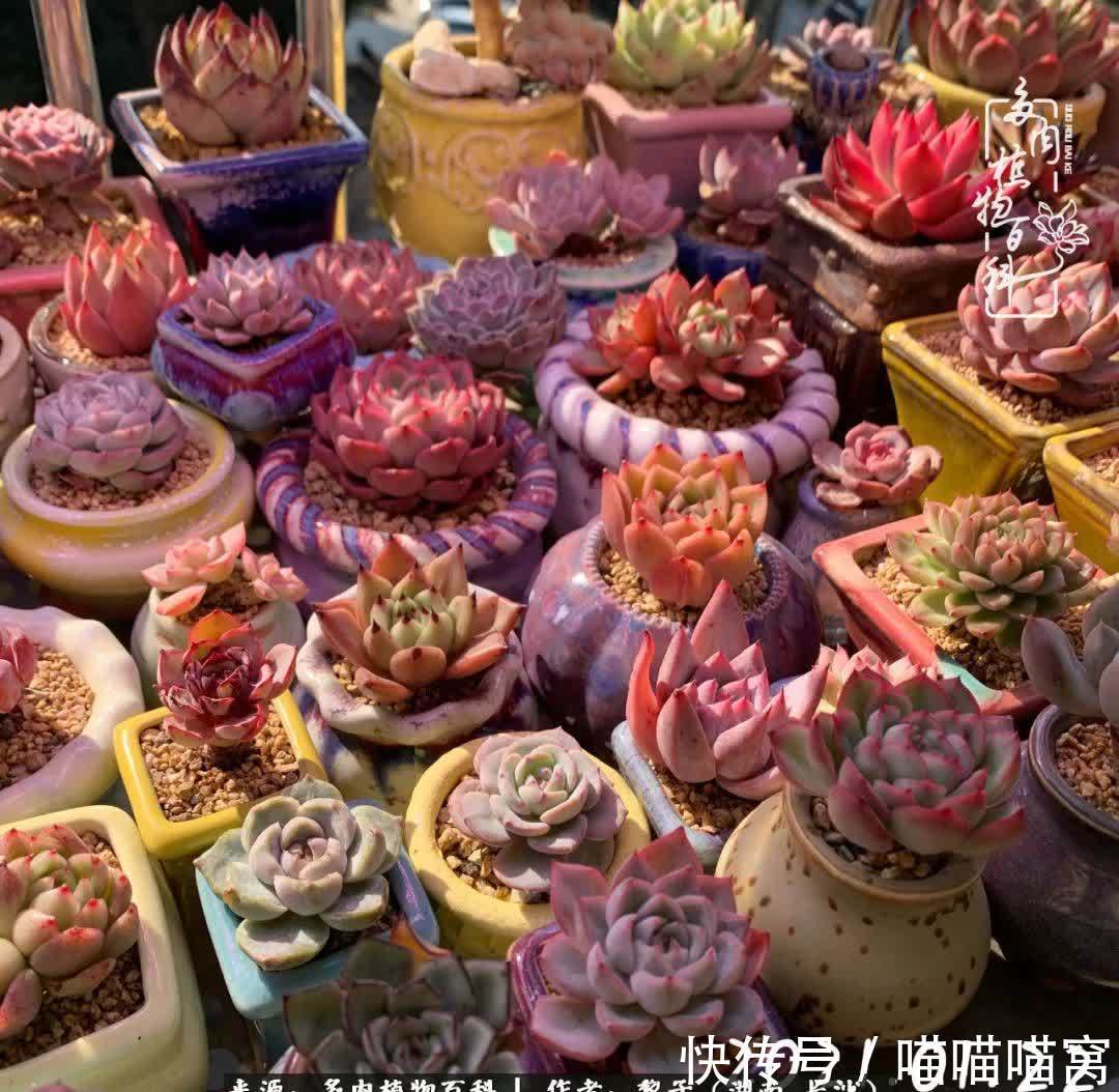 最温暖不过人间烟火,来自逆挂区的多肉!