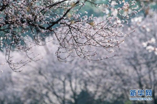 中年|春景繁花秀