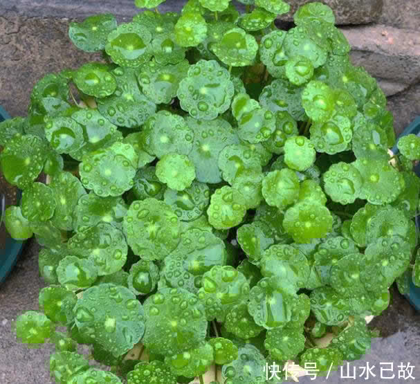 入夏|入夏后,5种花是“大水牛”,2天不给喝水就蔫给你看