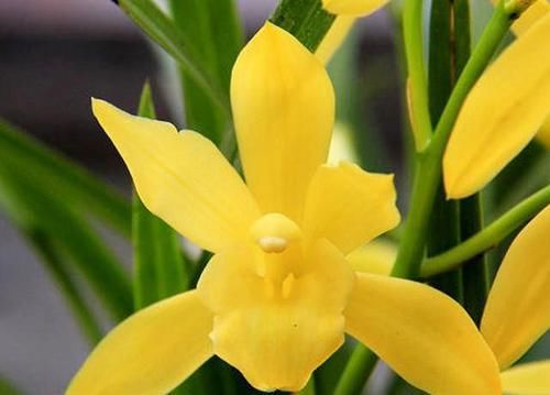  花色|成活率最高的兰花，新手也能养活，它花色像黄金，兰香能飘十里