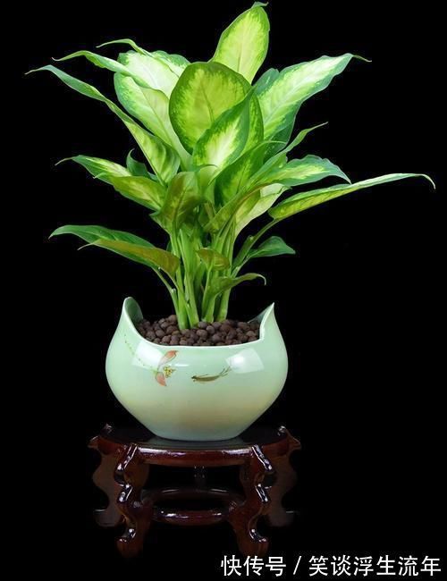 常春藤|远离二手烟烦恼，就养它们，让家里空气清新！