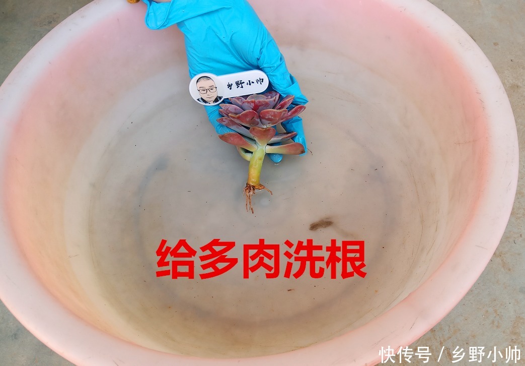 多肉到货后,新手不知该如何做,看完这几点就懂了