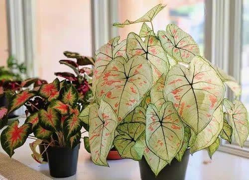 20种吉利大盆栽,客厅放一盆,吸收废气去异味,寓意好更养人