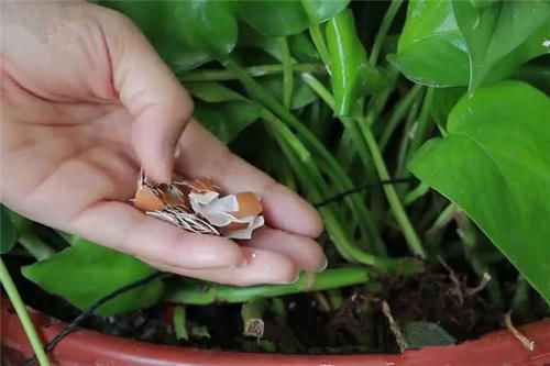 吃亏|快在花盆里撒一把大米,我也是才知道咋回事,别不信,越晚越吃亏