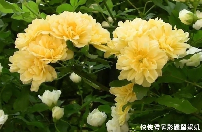 有院子就养这几种花,漂亮又吉利,越养越顺心