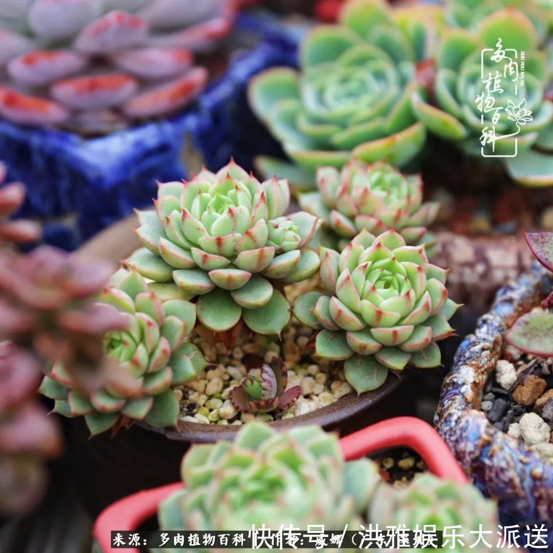 橙梦露|笼子里露养的多肉，越养越美！有多肉的日子伴着小确幸！