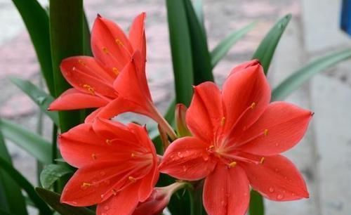 此花,花大好养红艳俊美,比玫瑰漂亮,比吊兰好养,丢土里就开花