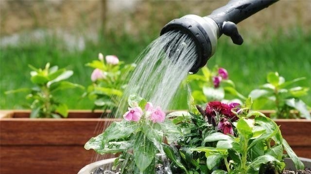 养花浇水容易“阴阳水”,教你3个小技巧,一次就浇透让花喝个够