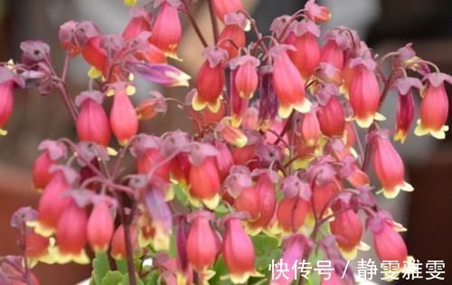 肥料|4种花很耐养,沾土就能活,一养就上瘾,抓紧养一盆