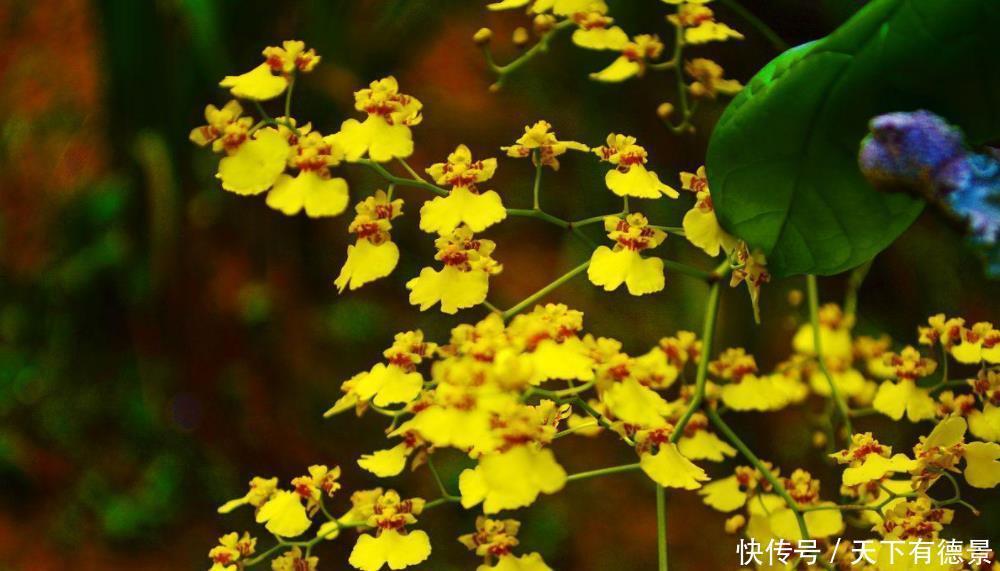 4种香味超然的花卉,家里养几盆,改善家居空气