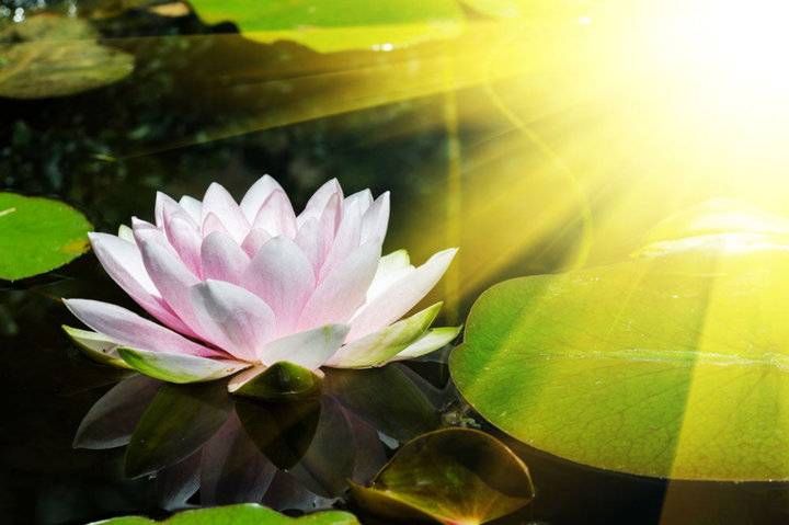 诗选刊|水月集/用尽一生只为遇见你