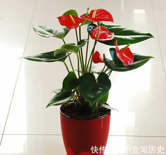 4种吉利花，养在家里很适合，花美人也顺，你喜欢哪一种呢