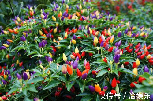 谁还养绿萝，野外挖棵它，养成盆栽比绿萝好看，结出果实五彩缤纷